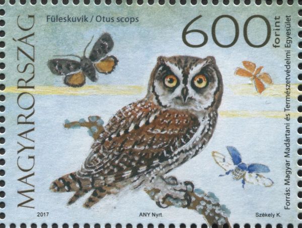 Eurasian scops owl (Otus scops)