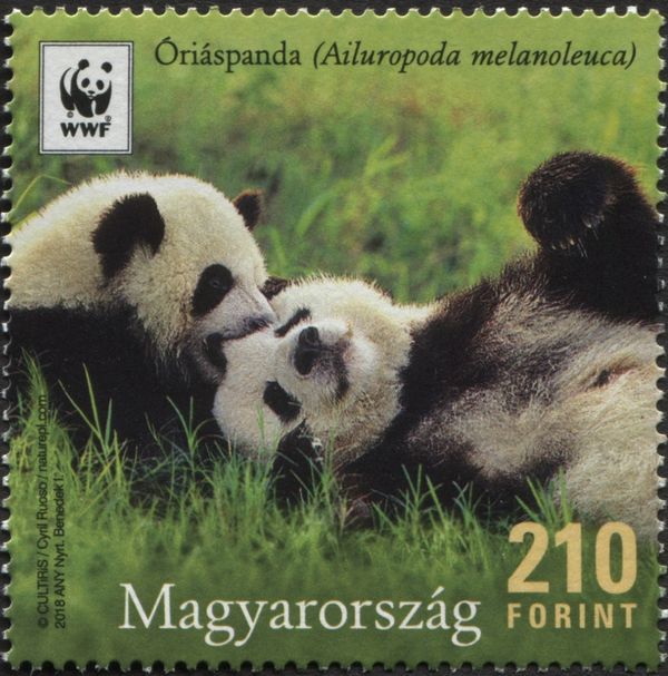 Giant Panda (Ailuropoda melanoleuca)
