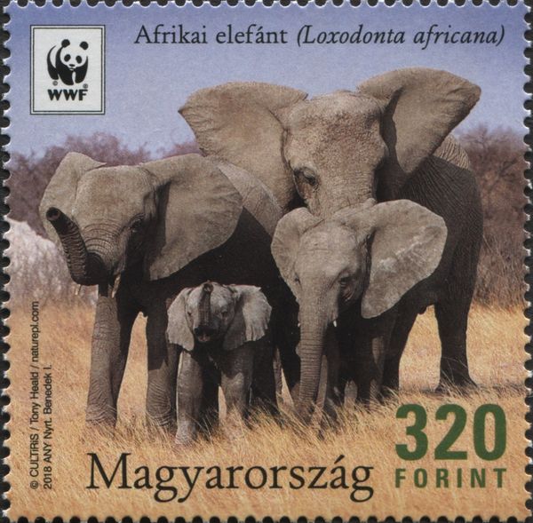 African Elephant (Loxodonta africana)