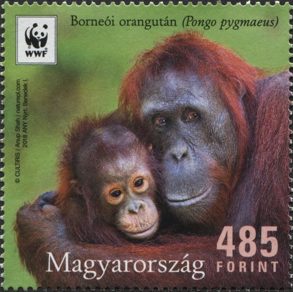 Bornean Orangutan (Pongo pygmaeus)