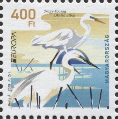 Great Egret (Ardea alba)