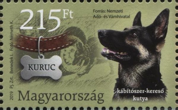 Drug Search, Shepherd (Canis lupus familiaris)