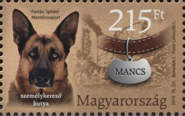 People Search, German Shepherd (Canis lupus familiaris)