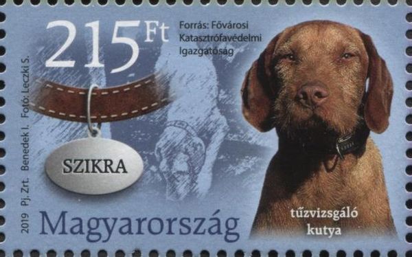 Szikra, Dog (Canis lupus familiaris)