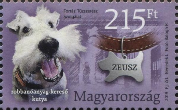 Zeusz, Explisives Search - Dog (Canis lupus familiaris)