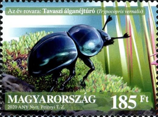 Dor Beetle (Trypocopris vernalis)