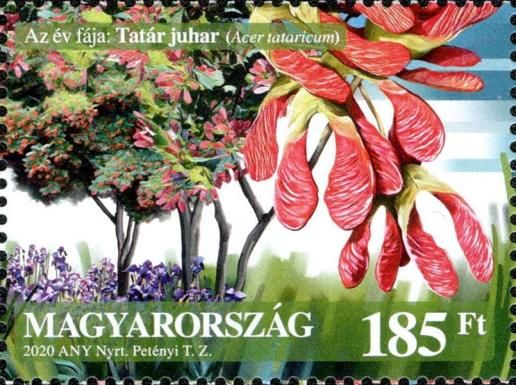 Tatar Maple Tree (Acer tataricum)