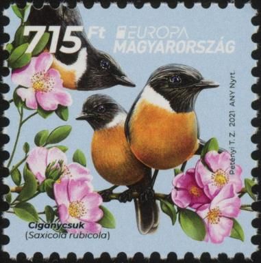 European Stonechat (Saxicola rubicola)