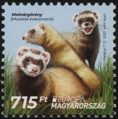 Steppe Polecat (Mustela eversmanii)