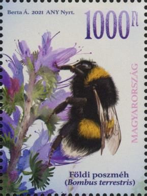 Buff-Tailed Bumblebee (Bombus terrestris)