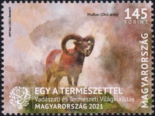 Mouflon (Ovis aries)