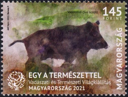 Wild Boar (Sus scrofa)