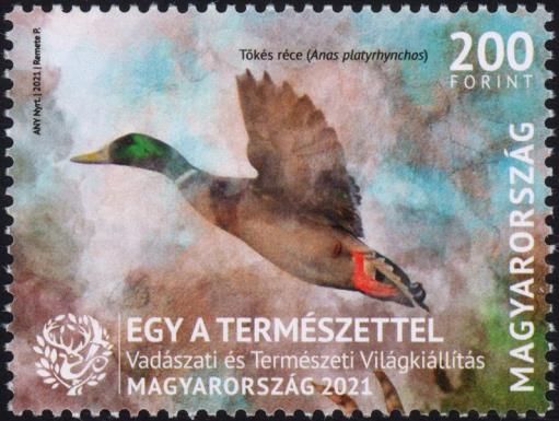 Mallard (Anas platyrhynchos)