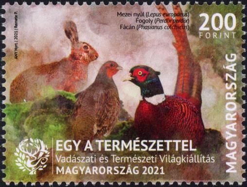 European Hare, Grey Partridge and Pheasant