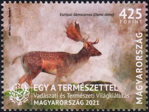 Common Fallow Deer (Dama dama)