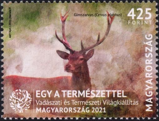 Red Deer (Cervus elaphus)
