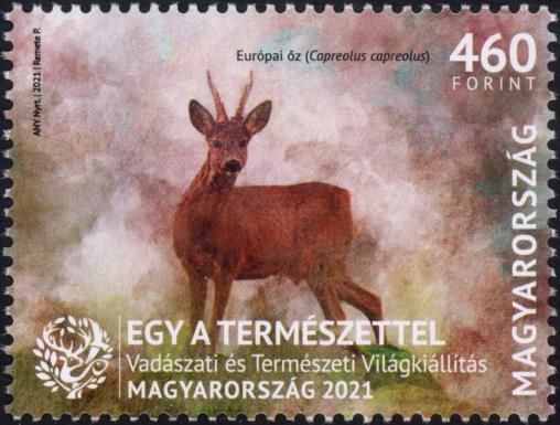 Western Roe Deer (Capreolus capreolus)