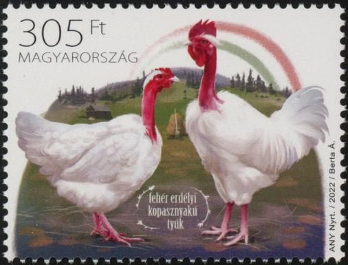White Transylvanian Naked-Neck Chicken
