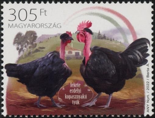 Black Transylvanian Naked-Neck Chicken