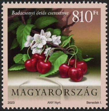 Giant Badacsony Cherry