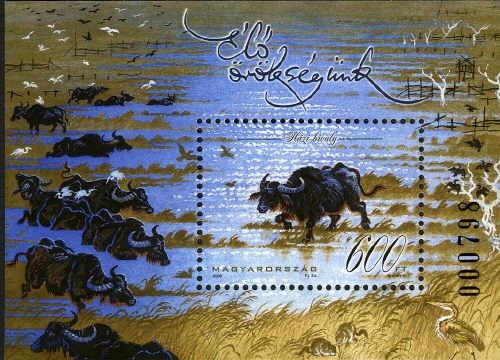 Domesticated Water Buffalo (Bos bubalus domesticus)