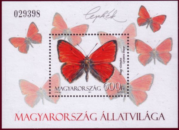 Large Copper (Lycaena dispar)