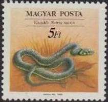 European Gras Snake (Natrix Natrix)