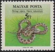 Meadow Viper (Vipera ursinii ssp. rakosiensis)