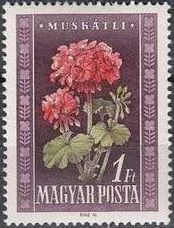 Geraniums (Pelargonium odoratissimum)