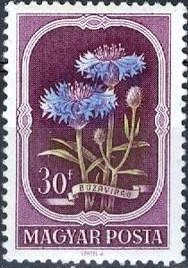 Cornflower (Centaurea cyanus)