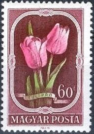 Tulips (Tulipa gesneriana)