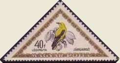 Golden Oriole (Oriolus oriolus)