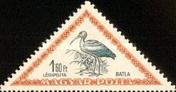 Glossy Ibis (Plegadis falcinellus)
