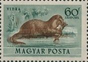 Eurasian Otter (Lutra lutra)