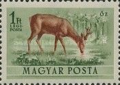 Western Roe Deer (Capreolus capreolus)