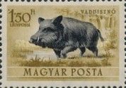 Wild Boar (Sus scrofa)