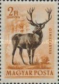 Red Deer (Cervus elaphus)