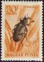 Sugar-beet Weevil (Bothynoderes punctiventris)