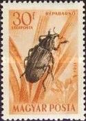 Sugar-beet Weevil (Bothynoderes punctiventris)