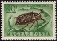 Pine Chafer (Polyphylla fullo)