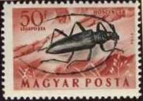 Great Capricorn Beetle (Cerambyx cerdo)