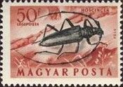 Great Capricorn Beetle (Cerambyx cerdo)