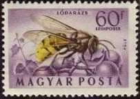 European Hornet (Vespa crabro)