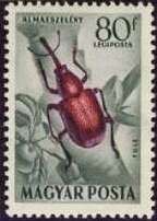 Peach Weevil (Rhynchites bacchus)