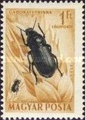 Corn Ground Beetle (Zabrus tenebrioides)