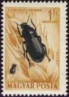 Corn Ground Beetle (Zabrus tenebrioides)