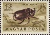 Rhinoceros Beetle (Oryctes nasicornis)