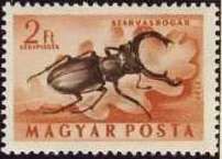 Stag Beetle (Lucanus cervus)