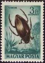 Great Diving Beetle (Dytiscus marginalis)