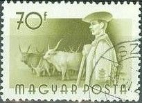 Cattle (Bos taurus) and Herdsman